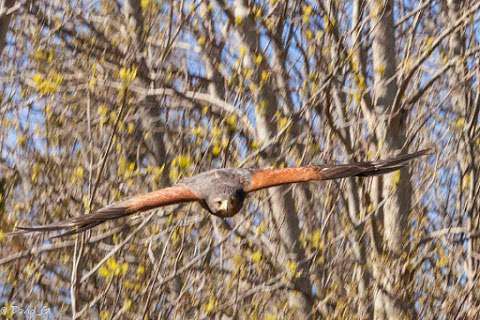 Island Falconry Services